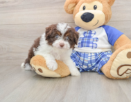 7 week old Mini Aussiedoodle Puppy For Sale - Lone Star Pups