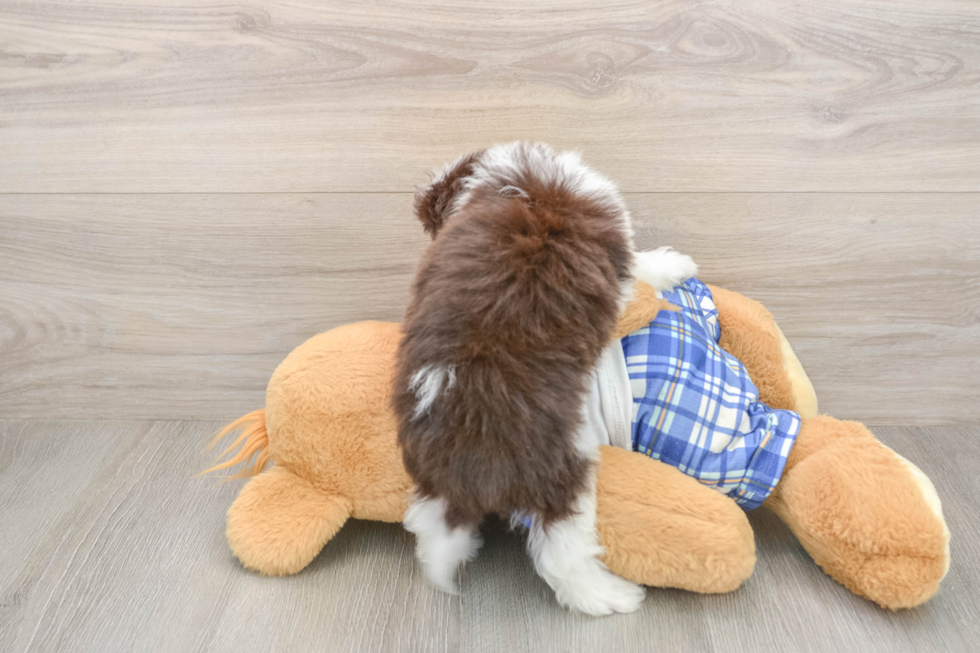 Fluffy Mini Aussiedoodle Poodle Mix Pup