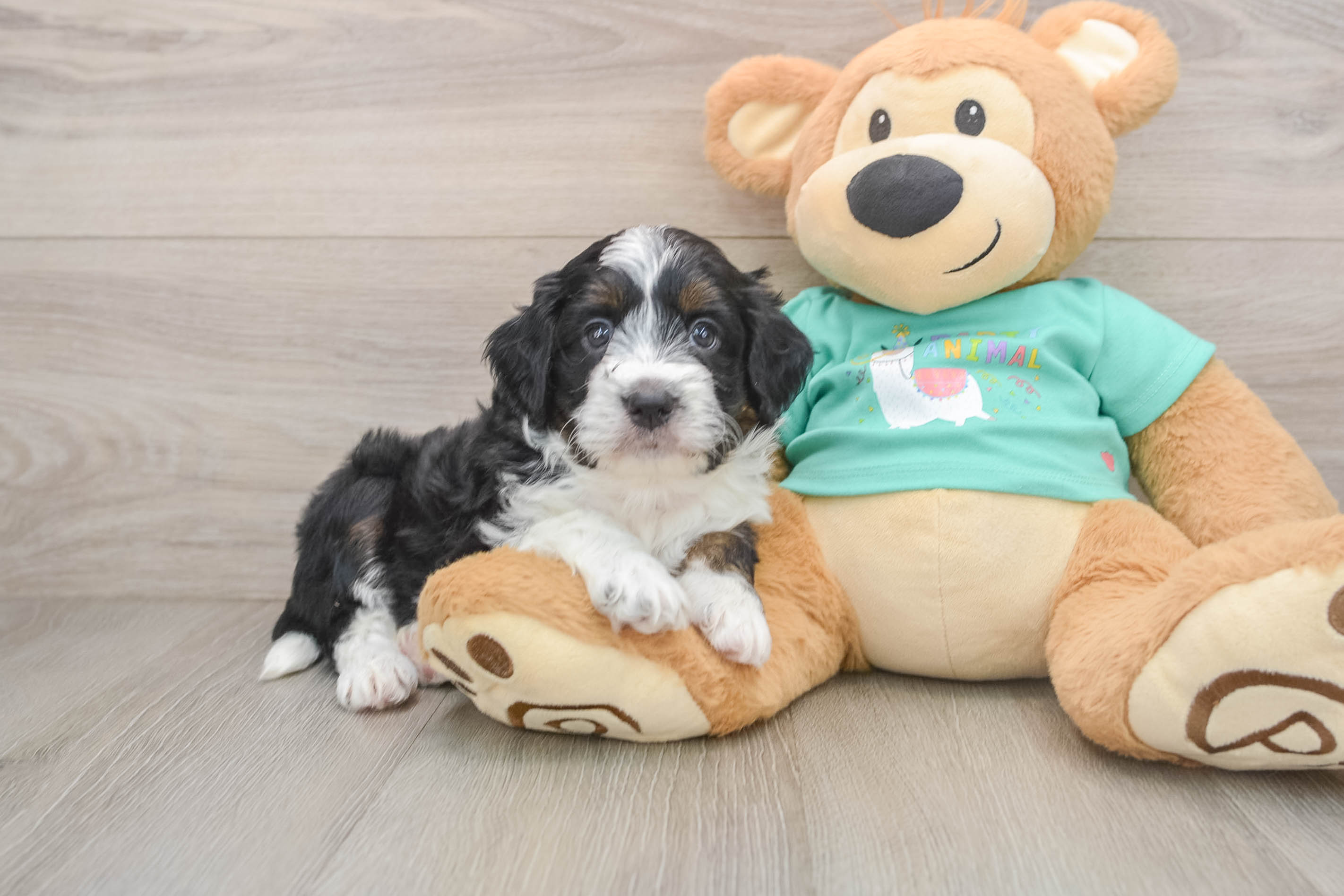 Little Aussiepoo Poodle Mix Puppy