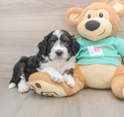 6 week old Mini Aussiedoodle Puppy For Sale - Lone Star Pups