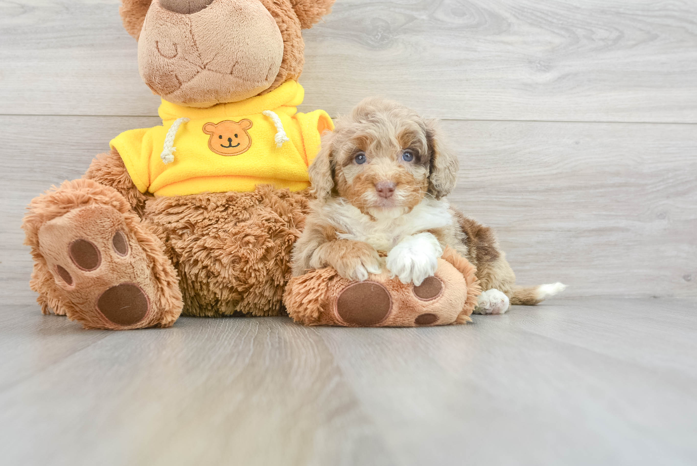 Aussiedoodle puppies for shops adoption