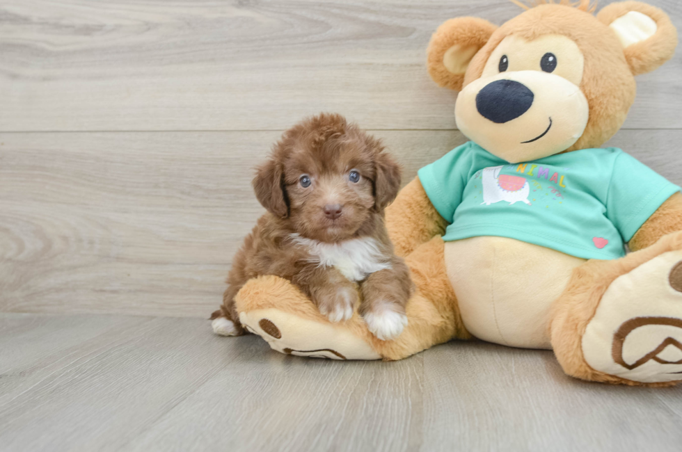 7 week old Mini Aussiedoodle Puppy For Sale - Lone Star Pups