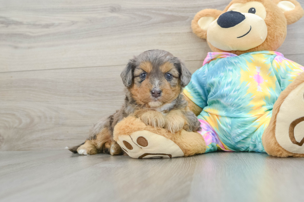 5 week old Mini Aussiedoodle Puppy For Sale - Lone Star Pups