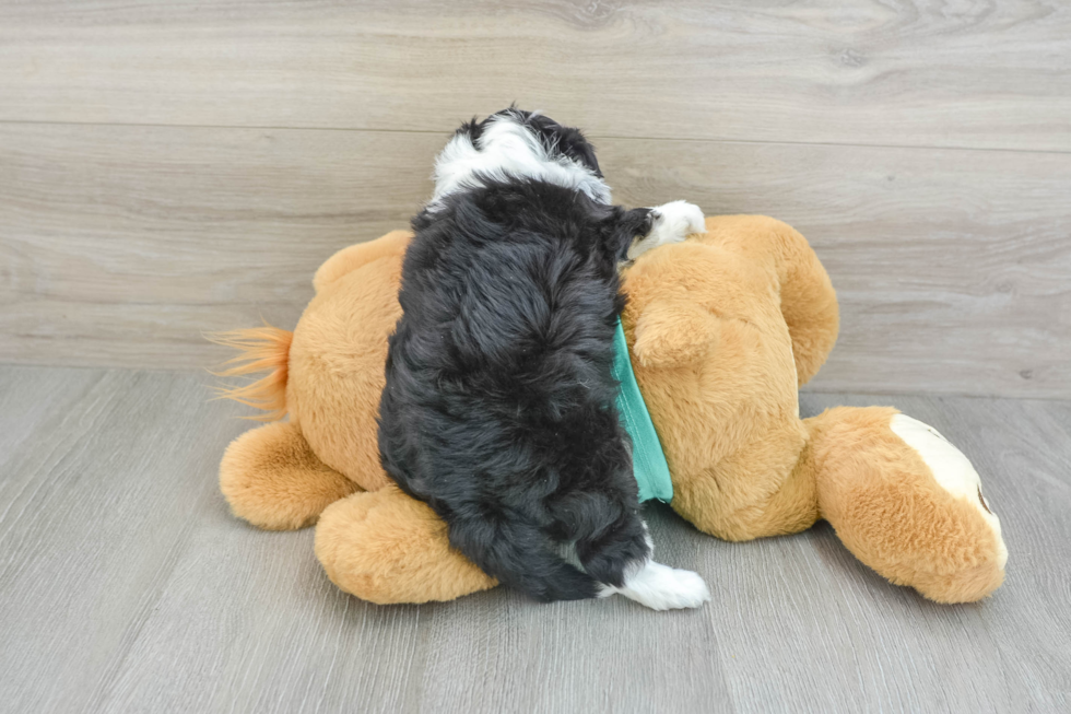 Small Mini Aussiedoodle Baby