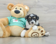 8 week old Mini Aussiedoodle Puppy For Sale - Lone Star Pups