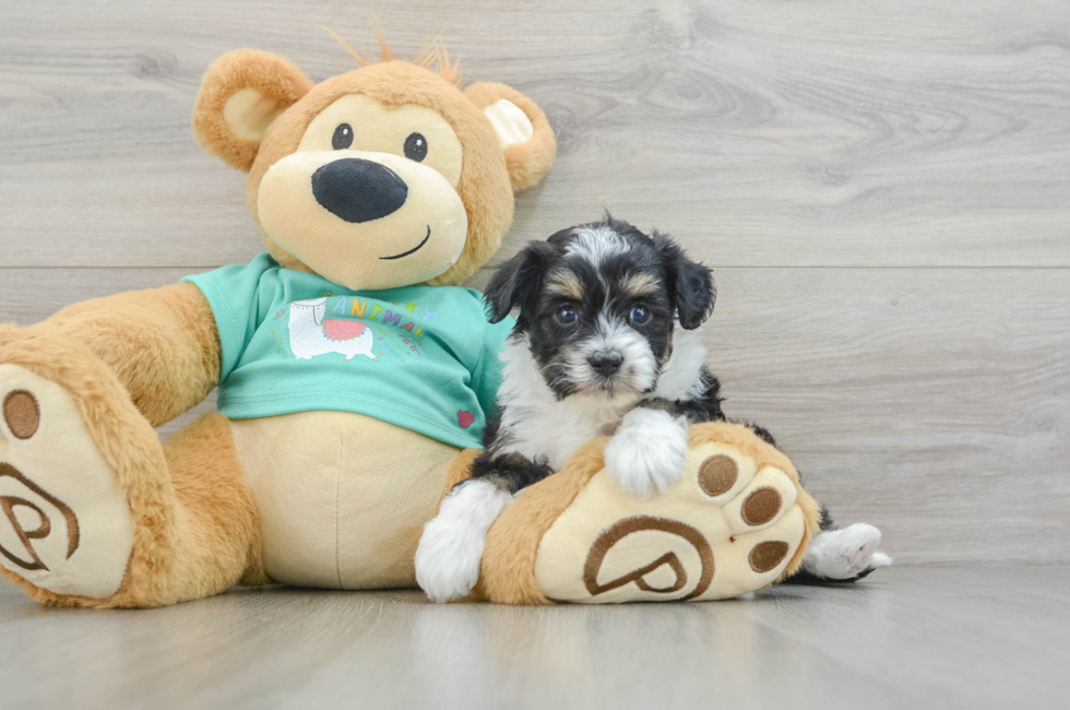 5 week old Mini Aussiedoodle Puppy For Sale - Lone Star Pups