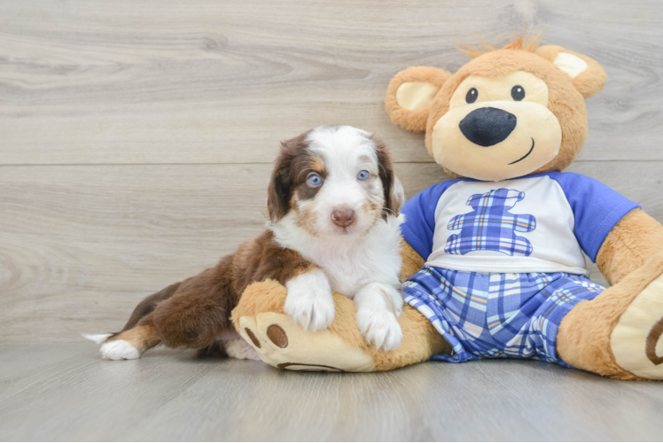 Mini Aussiedoodle Pup Being Cute
