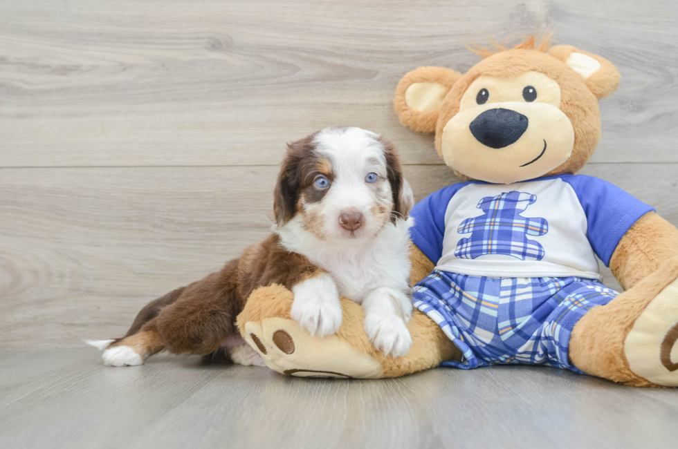 5 week old Mini Aussiedoodle Puppy For Sale - Lone Star Pups