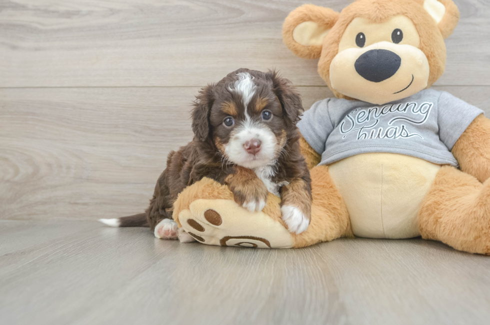 5 week old Mini Aussiedoodle Puppy For Sale - Lone Star Pups