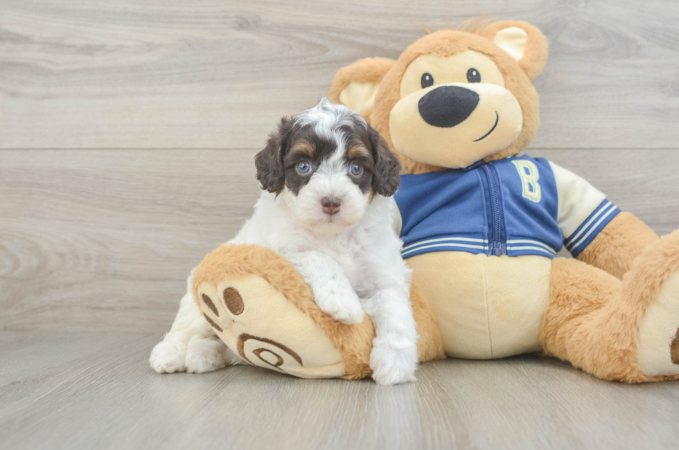 5 week old Mini Aussiedoodle Puppy For Sale - Lone Star Pups
