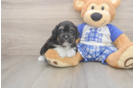 Adorable Mini Australian Shepherd X Poodle Mix Poodle Mix Puppy