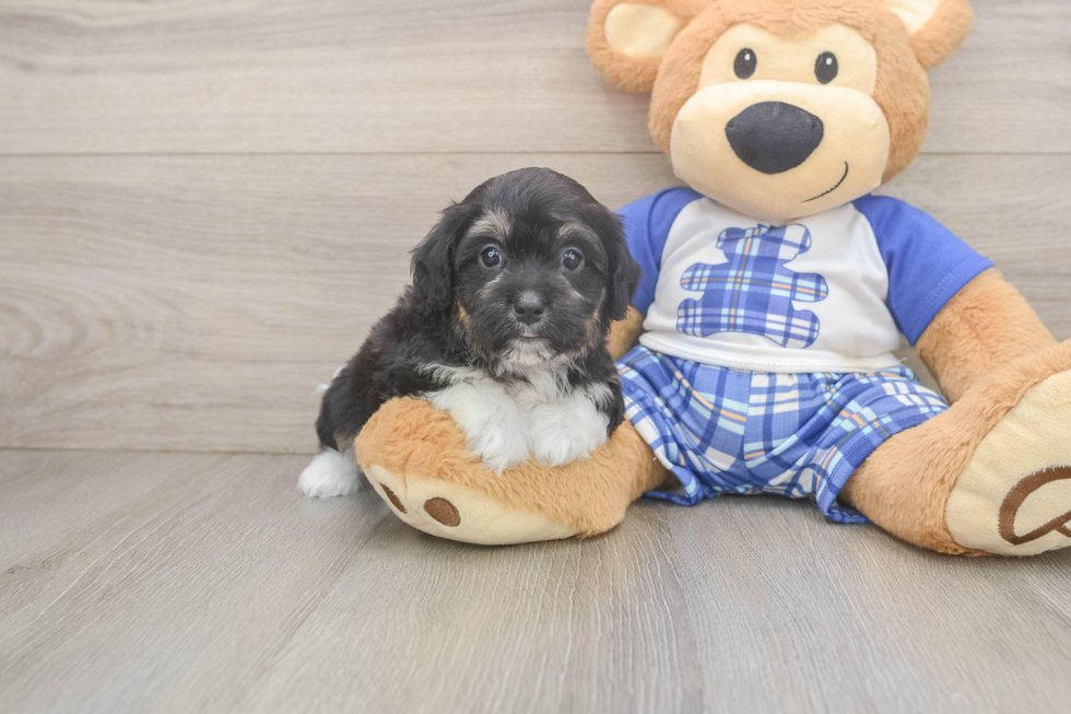 Adorable Mini Australian Shepherd X Poodle Mix Poodle Mix Puppy