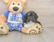 8 week old Mini Aussiedoodle Puppy For Sale - Lone Star Pups