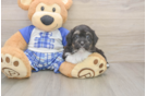 Playful Mini Aussiepoodle Poodle Mix Puppy