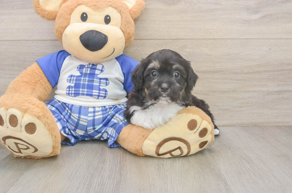5 week old Mini Aussiedoodle Puppy For Sale - Lone Star Pups