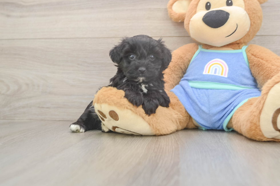 5 week old Mini Aussiedoodle Puppy For Sale - Lone Star Pups