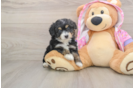 Cute Mini Aussiedoodle Baby