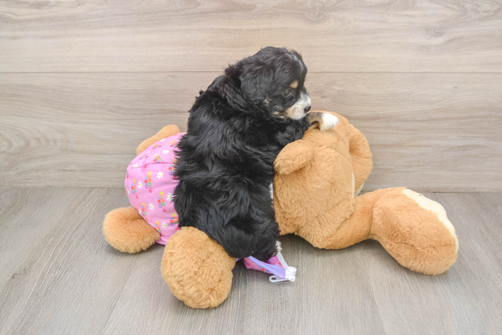 Best Mini Aussiedoodle Baby