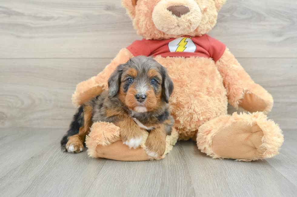 6 week old Mini Aussiedoodle Puppy For Sale - Lone Star Pups