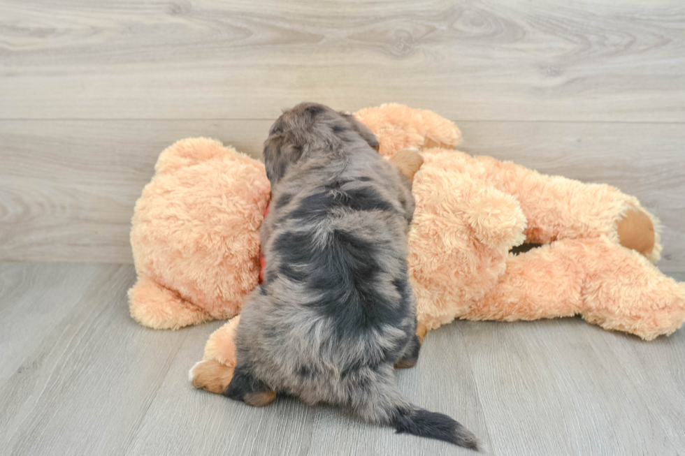 Best Mini Aussiedoodle Baby