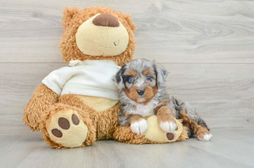 6 week old Mini Aussiedoodle Puppy For Sale - Lone Star Pups