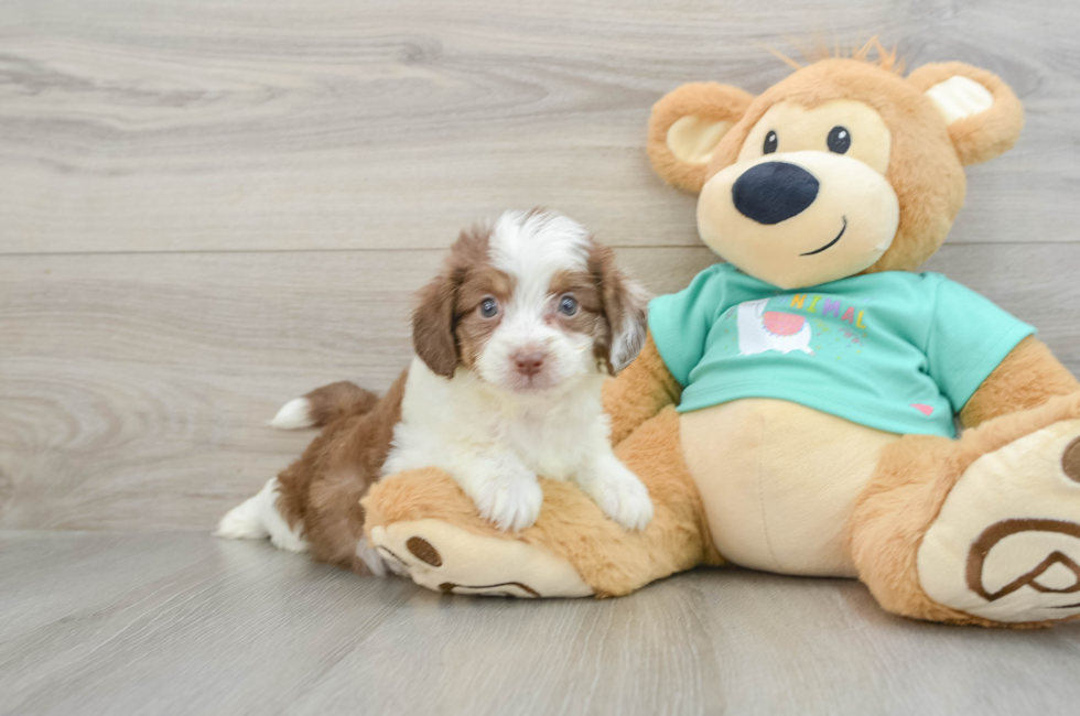 7 week old Mini Aussiedoodle Puppy For Sale - Lone Star Pups