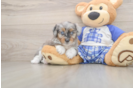 Mini Aussiedoodle Puppy for Adoption
