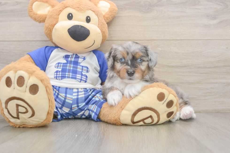 5 week old Mini Aussiedoodle Puppy For Sale - Lone Star Pups
