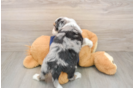 Mini Aussiedoodle Puppy for Adoption