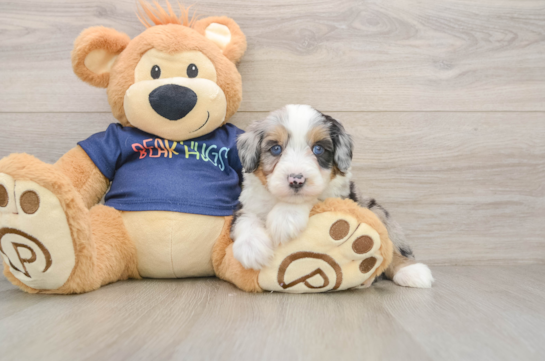 Mini Aussiedoodle Puppy for Adoption