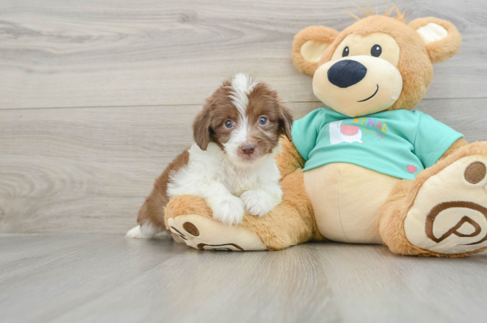 7 week old Mini Aussiedoodle Puppy For Sale - Lone Star Pups