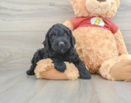 8 week old Mini Aussiedoodle Puppy For Sale - Lone Star Pups