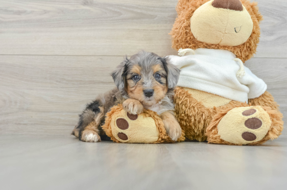 6 week old Mini Aussiedoodle Puppy For Sale - Lone Star Pups