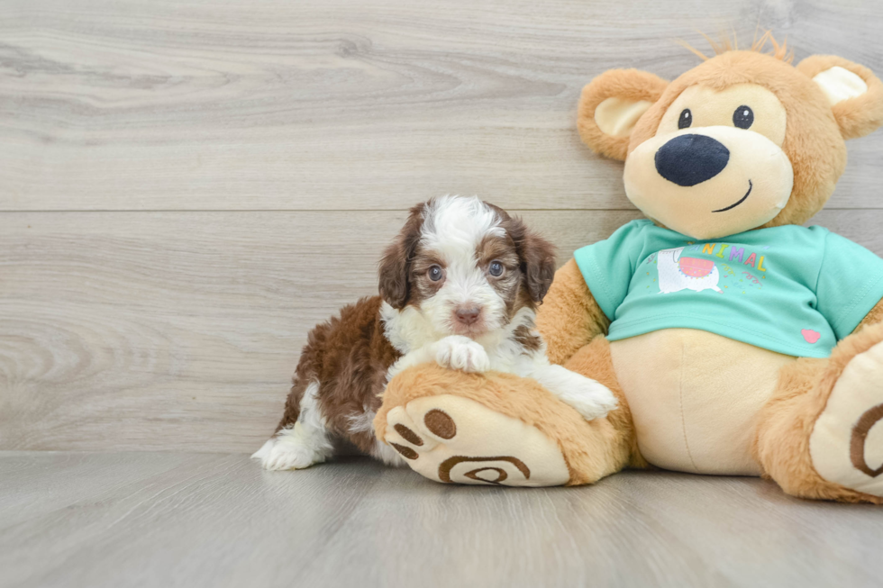 Popular Mini Aussiedoodle Poodle Mix Pup