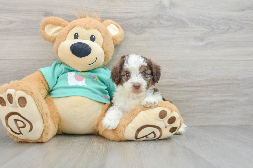 7 week old Mini Aussiedoodle Puppy For Sale - Lone Star Pups