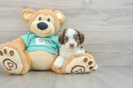 Best Mini Aussiedoodle Baby