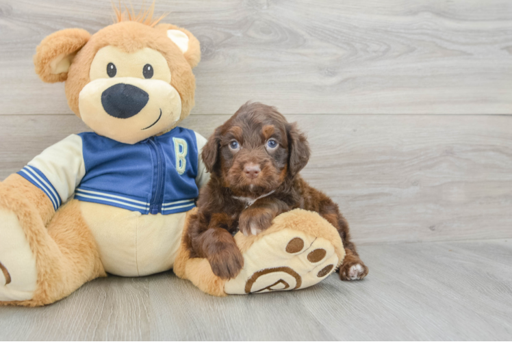 Popular Mini Aussiedoodle Poodle Mix Pup