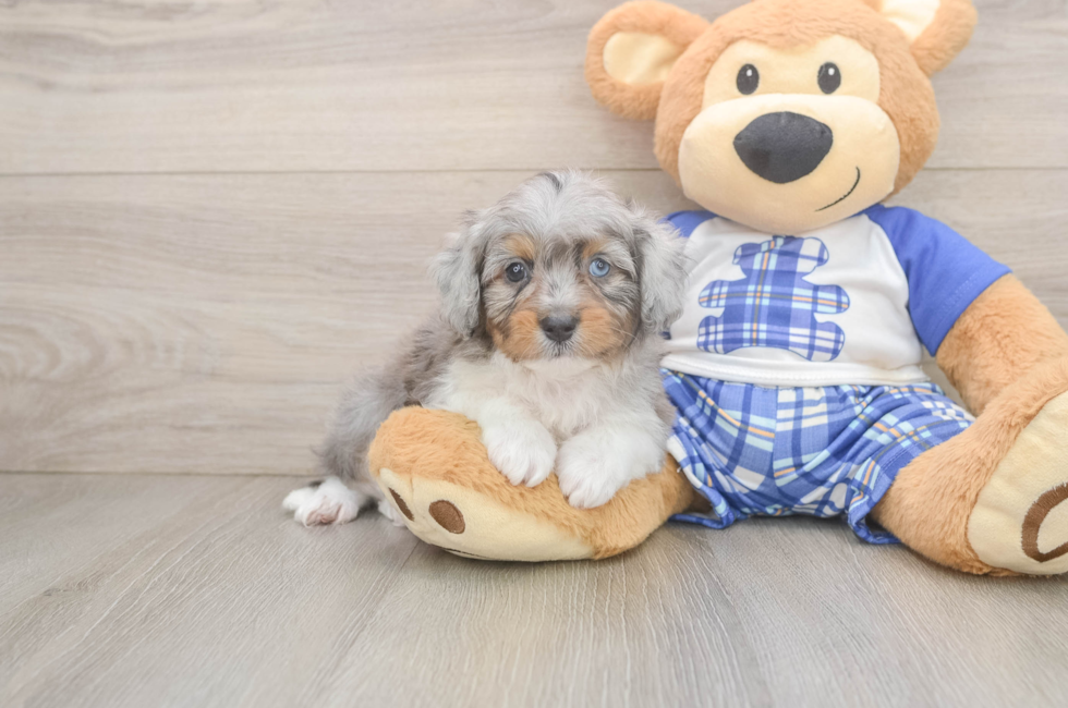 5 week old Mini Aussiedoodle Puppy For Sale - Lone Star Pups