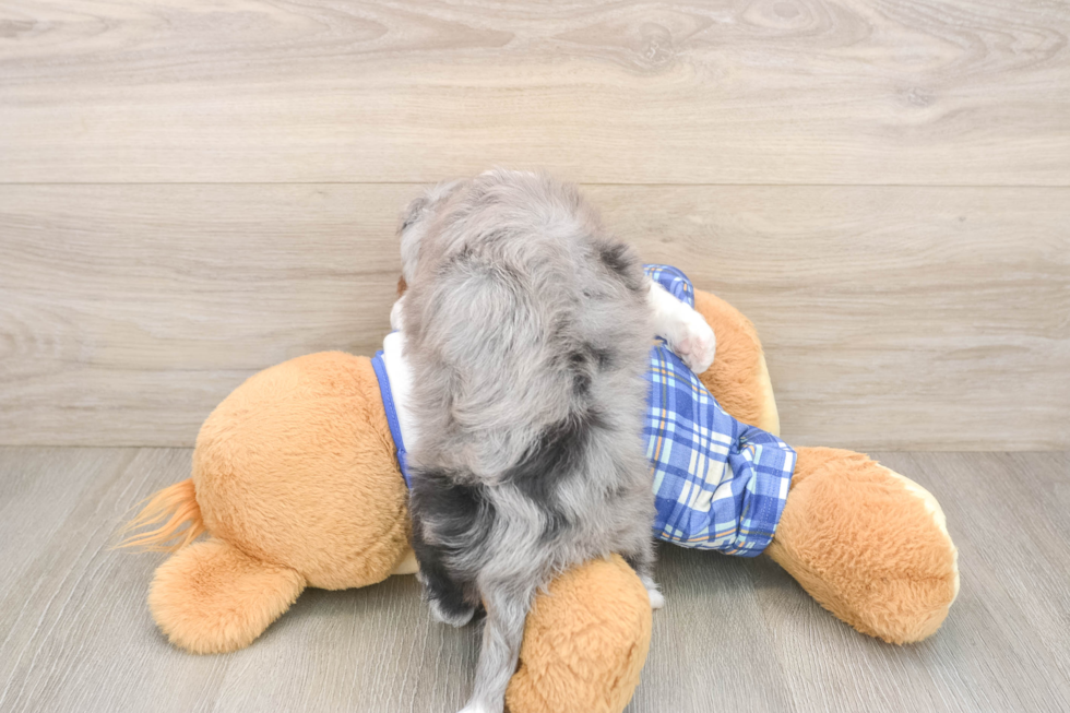 Mini Aussiedoodle Pup Being Cute