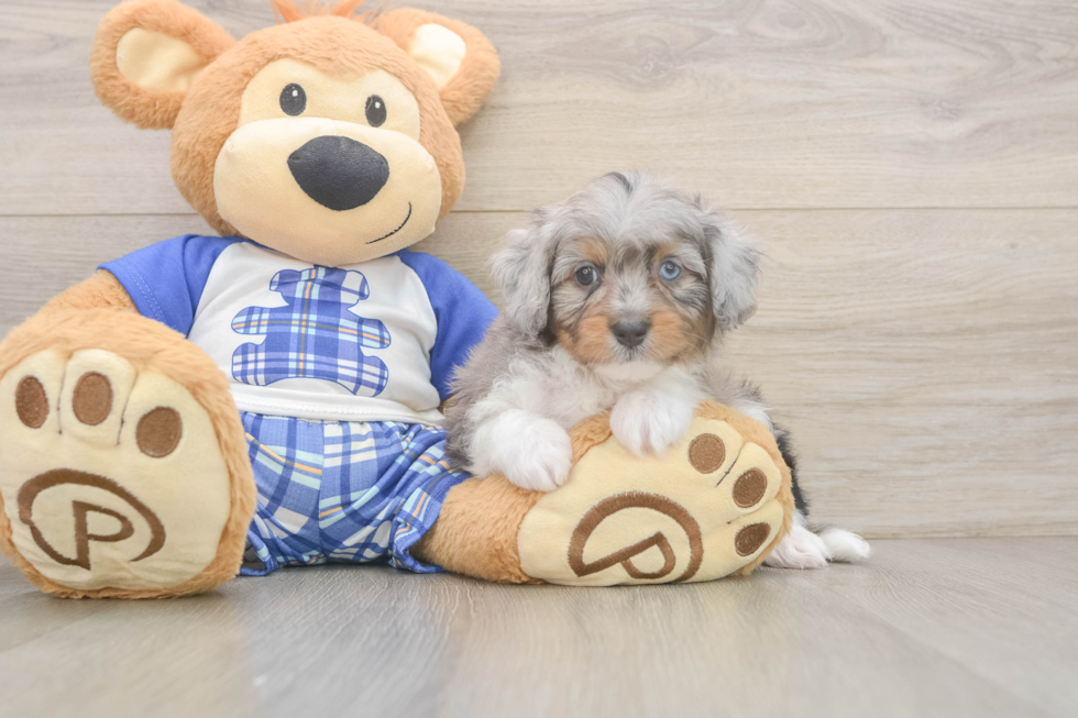 Happy Mini Aussiedoodle Baby