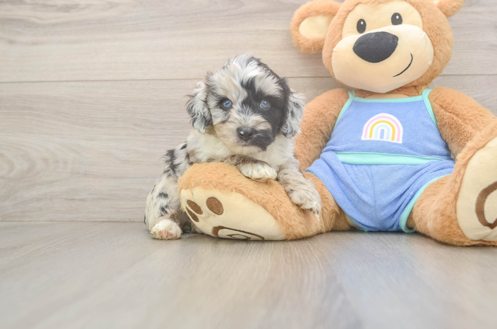 5 week old Mini Aussiedoodle Puppy For Sale - Lone Star Pups