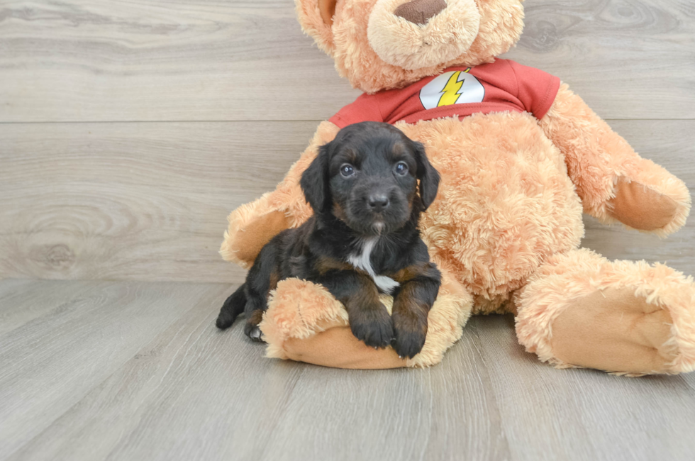 6 week old Mini Aussiedoodle Puppy For Sale - Lone Star Pups