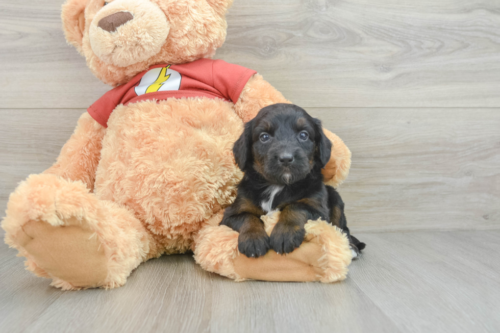 Little Mini Aussiepoo Poodle Mix Puppy