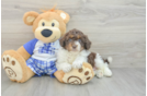 Mini Aussiedoodle Puppy for Adoption