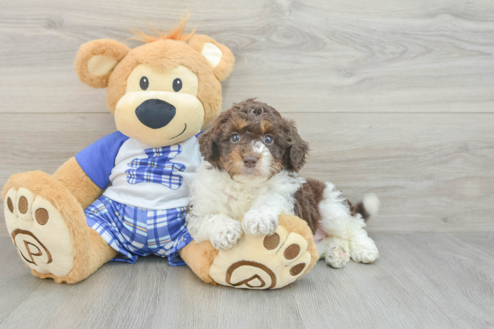 Mini Aussiedoodle Puppy for Adoption