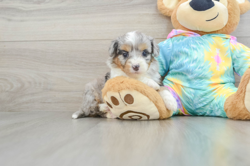 Petite Mini Aussiedoodle Poodle Mix Pup