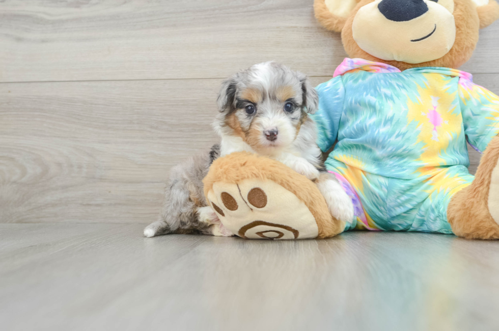 5 week old Mini Aussiedoodle Puppy For Sale - Lone Star Pups