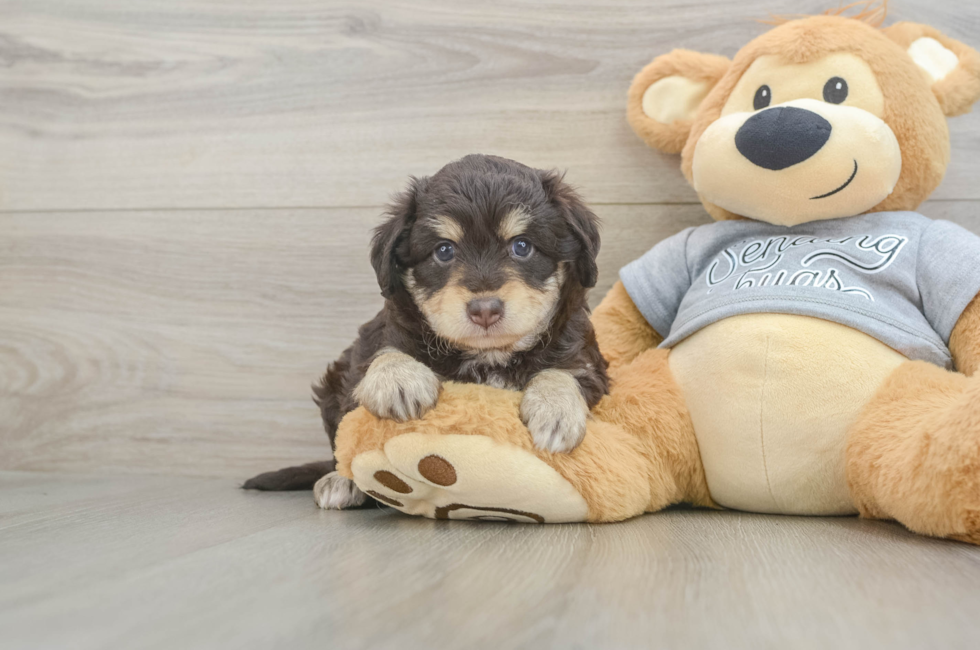 5 week old Mini Aussiedoodle Puppy For Sale - Lone Star Pups