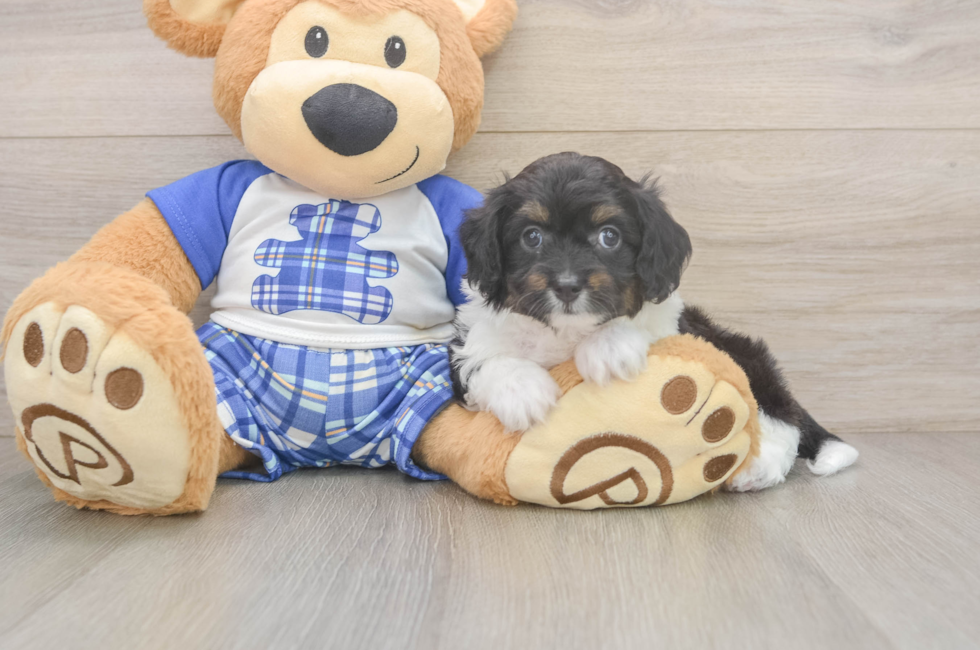 5 week old Mini Aussiedoodle Puppy For Sale - Lone Star Pups
