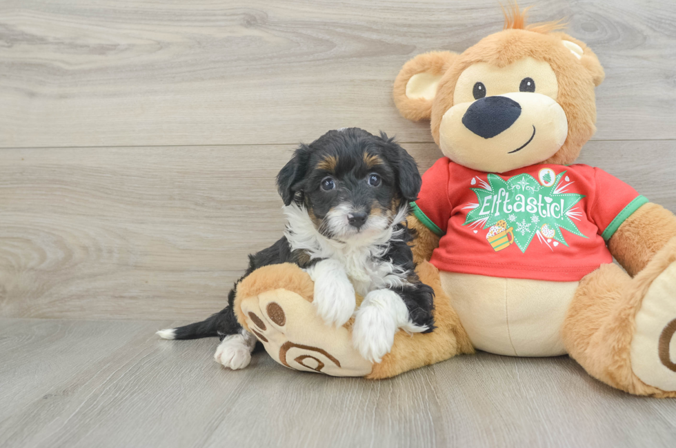 6 week old Mini Aussiedoodle Puppy For Sale - Lone Star Pups